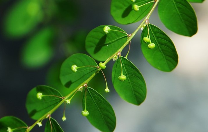 Yuk, Kenali 6 Manfaat Daun Meniran untuk Asam Lambung