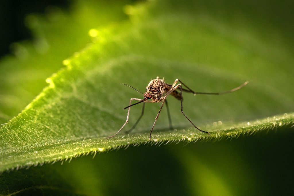 Waspada Demam Berdarah Dengue Saat Musim Hujan !