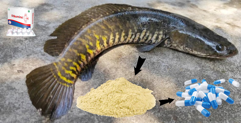 Ahli; Ekstrak Ikan Gabus di Fitbumino Bisa Percepat Penyembuhan Pasien Covid-19, Ini 8 Manfaat Lainnya